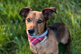 Pitbull corgi mix reviewed by vets 3 reasons to avoid. Choosing A Dachshund Mix Breed Which Is Best For Your Home Embora Pets
