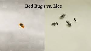 bed bugs vs lice what you need to