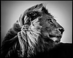 black and white lion photography