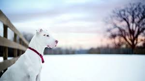 pit bull hd wallpapers and backgrounds
