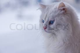 Siberian cats come in a wide variety of colours. Portrait White Cat In The Snow Stock Image Colourbox