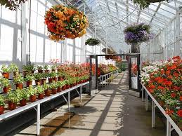 Duthie Park Plant Nursery In The