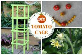 10 Best Tips Before You Plant Tomatoes