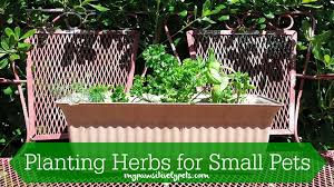 Planting Herbs For Small Pets