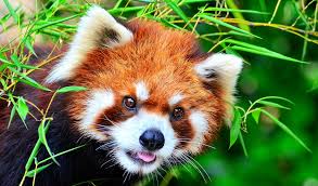 Of course they are wild animals and so that idea isn't really one that should be acted upon. Red Pandas Facts Diet Habitat Information