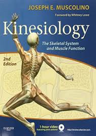 They are, however, occasionally pulled away from bones. Pdf Download Yumpu 66 Kinesiology The Skeletal System And Muscle Function 2e Read