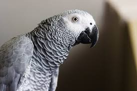 parrots pet birds lafeber