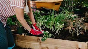 Raised Garden Beds From Cedar Boards