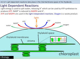 Bioknowledgy 8 3 Photosynthesis Ahl