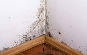 Preventing Toxic Mold Syndrome