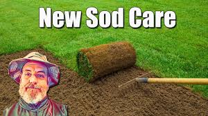 The first few days after being laid, your sod will need plenty of water. New Sod Lawn Care Youtube
