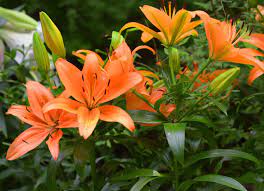 35 types of orange flowers