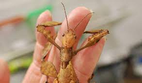 giant ly stick insect l shocking