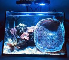 ideas for carpet anemone tank