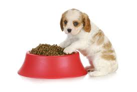The baby is ready to eat solids: Weaning Puppies Learn How And When To Wean Small Fluffy Dog Breeds