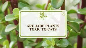 Are Jade Plants Toxic To Cats Know The