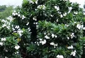Live White Champa Flower Plant 2