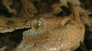Das stärkste schlangengift hat allerdings der inlandtaipan. Die Giftigsten Schlangen Der Welt Welt Der Wunder Tv