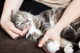 Cats who were weaned too early may develop separation anxiety as a result of the early experience of being removed from their mother before it was appropriate. 8 Signs Of Separation Anxiety In Cats And What To Do About Them