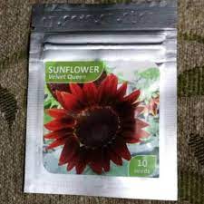 Tinggal semai biji bunga matahari di pot berisi kompos, siram teratur, lalu jika nama varietas : Jual Terlengkap Benih Bibit Bunga Matahari Sunflower Velvet Queen Jakarta Barat Rezzkyshop Tokopedia