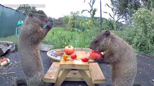 Groundhog trapping on the farm. World Famous Chunk The Groundhog Raises Family In Delaware Man S Backyard Abc7 Chicago