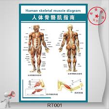 Buy Human Skeletal Muscle Guide Flipchart Systemic Skeletal