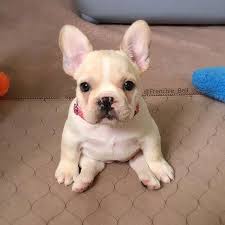 french bulldog puppies cute french