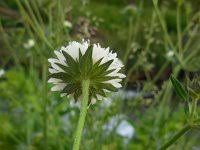 Knautia montana