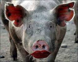 more lipstick for china s pigs