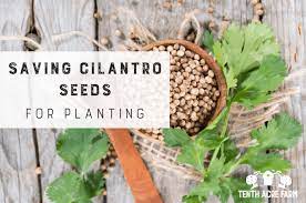 storing seeds for long term seed saving