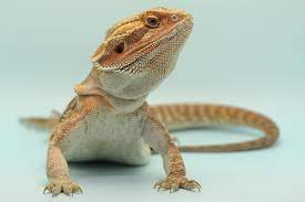 cut your bearded dragon s nails