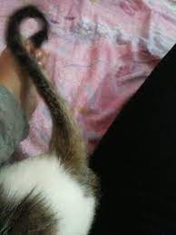 my cat s tail recently stared looking