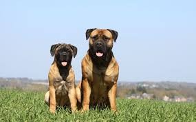 Bullmastiff Caring Feeding And Grooming Guidelines Pets