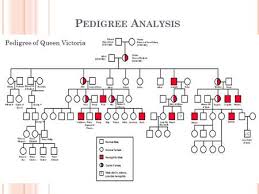Human Pedigrees Drawing And Analysis Ppt Video Online