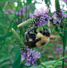 Planting Natives To Attract Pollinators