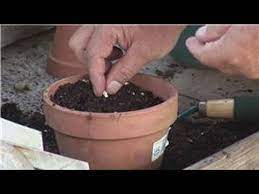 Plant Seeds In A Container