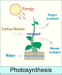 A Simple Diagram Of Photosynthesis