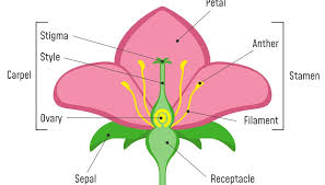 parts of flowers what they do sciencing