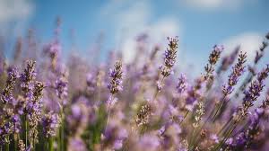 Check spelling or type a new query. 4 Benefits And Uses Of Lavender Tea And Extracts