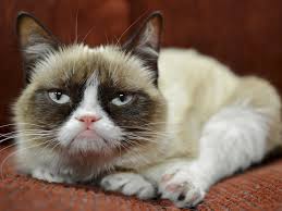 Image result for grumpy cat