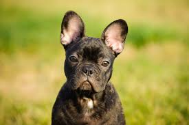 Blue, blue fawn, blue brindle. French Bulldog Accepted Colours And So Called Rare Colours What You Need To Know Pets4homes