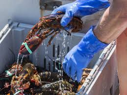st lawrence lobster fishing season