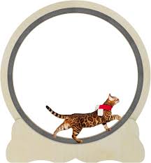 cat exercise wheel for indoor cats