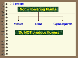 clification of plants powerpoint