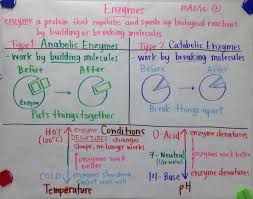 Scientific Gladiators Chart Examples Biology By Mrs Paul