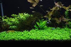 foreground carpet aquarium plant
