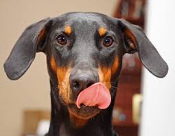 why do dogs lick their lips the dog