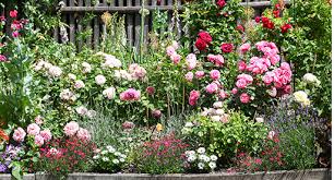 Cottage Garden Guide