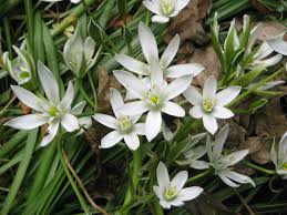 Once the fall season comes, the spring bulbs begin to grow and flower again. Ornithogalum Umbellatum Wikipedia