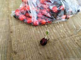 How to grow cotoneaster from seed - Dear Plants